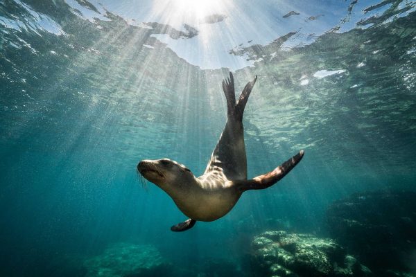 1 Snorkeling with Sealions carey dive center