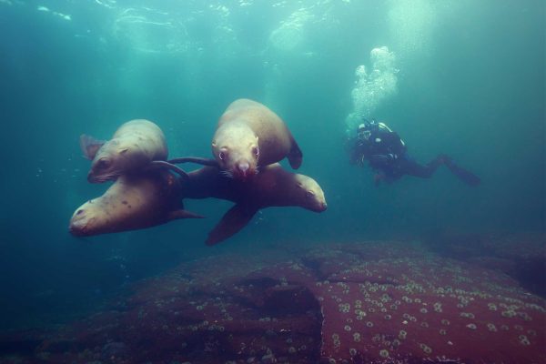 1 sealions diving deluxe combo carey center