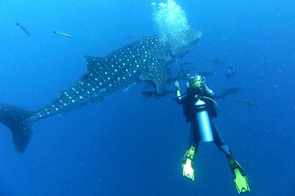 1 tour diving with whale sharks standard combo carey dive center mexico